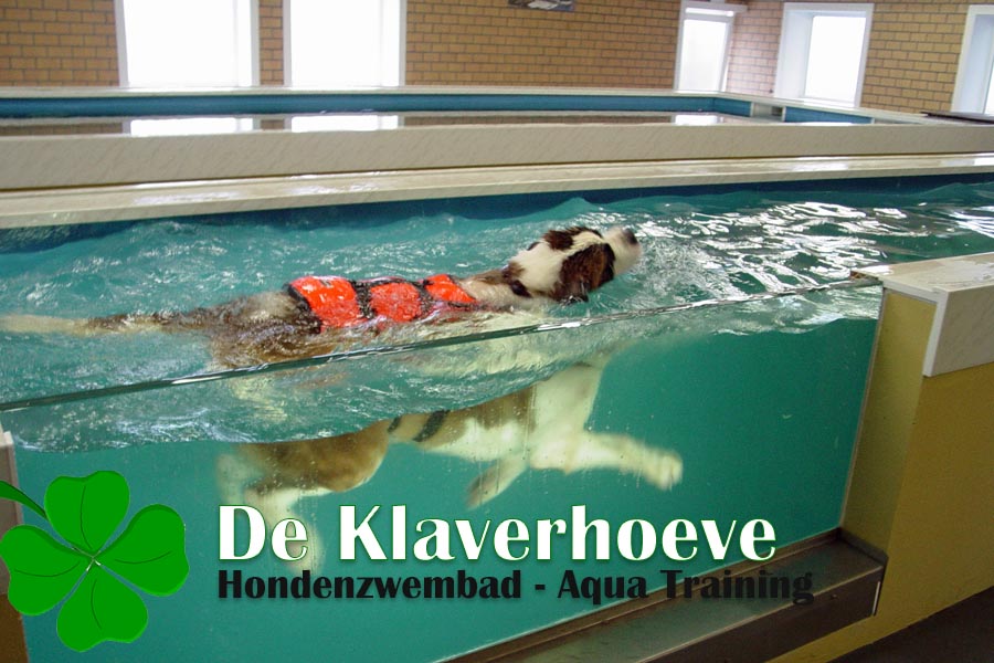 handicap Havoc spons De Klaverhoeve, hondenzwembad, honden zwembad, hydrotherapie, zwemmen met  je hond, aquatraining, wellness voor honden, zwemmen voor honden na  operatie, heupproblemen, gewrichtsproblemen, herstel, herstellen, turnhout,  oud-turnhout, oud turnhout ...
